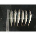 New Fish Round Scad for Sale (14-18cm)